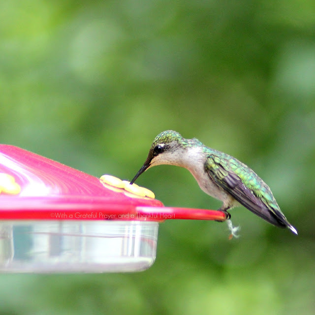 Fast and fascinating hummingbirds visiting the feeder for nectar entertain and delight as we watch their activity. Poem by Emily Dickinson and Robert Frost.
