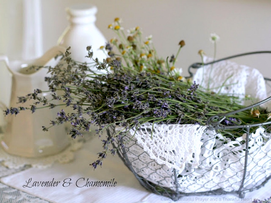 Culinary lavender harvested from herb garden for lemonade beverage.