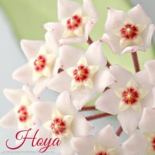 Blooming Hoya