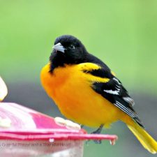 Baltimore Oriole Surprise Visit to the Hummingbird Feeder