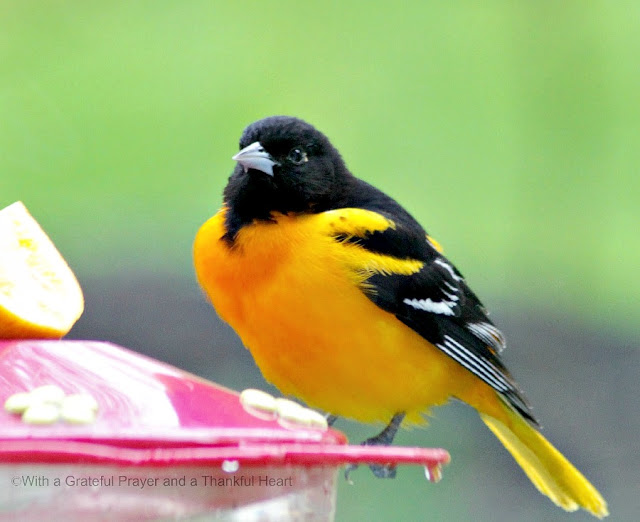 Beautiful orange and black Baltimore Oriole visits a hummingbird feeder in the yard during early spring. Hoping to entice them to stay.