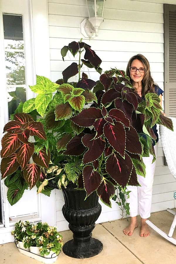 A garage sale urn was a DIY project. A little work and a new coat of paint resulted in a beautiful, farmhouse style porch planter for spring garden flowers with lots of curb appeal. Shade loving annuals flowers and coleus do exceptionally well.