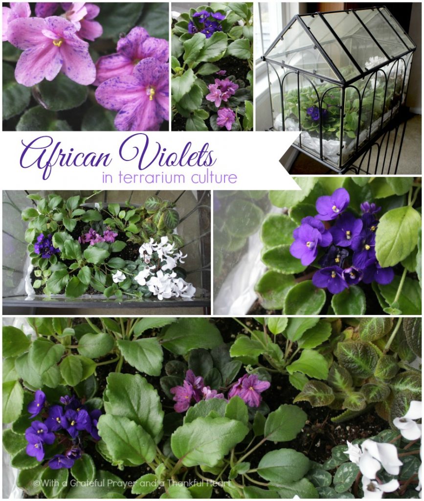 Fill your home with favorite Houseplants tha are easy to grow include African Violet, Streptocarpus, Hoya, Pothos and Orchids.