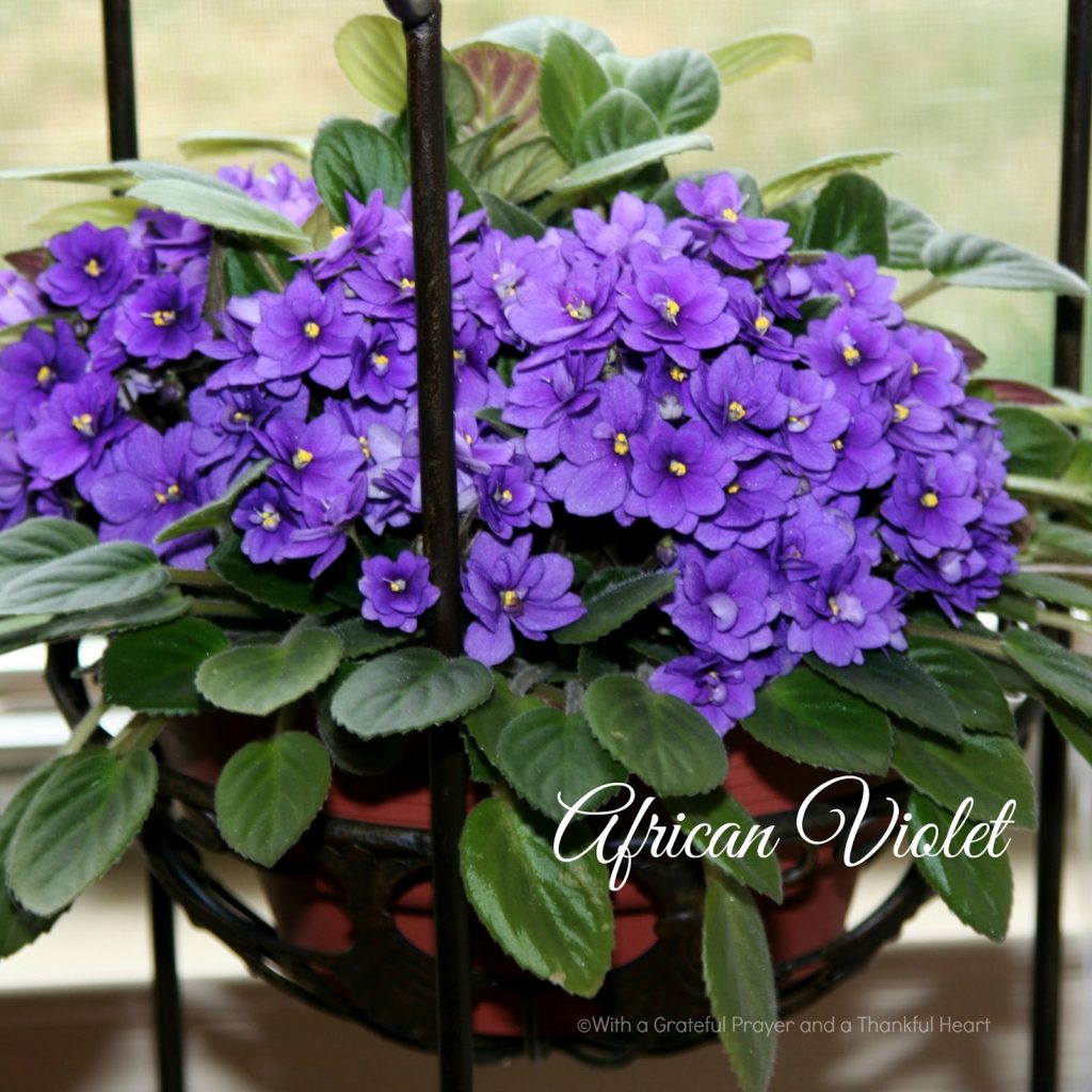 Fill your home with favorite Houseplants tha are easy to grow include African Violet, Streptocarpus, Hoya, Pothos and Orchids.