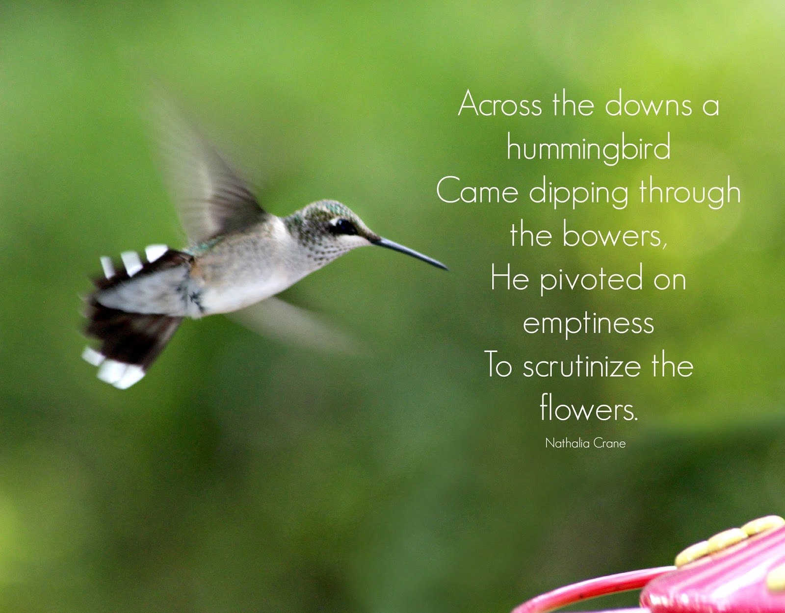 Hummingbirds at Feeders | Grateful Prayer | Thankful Heart