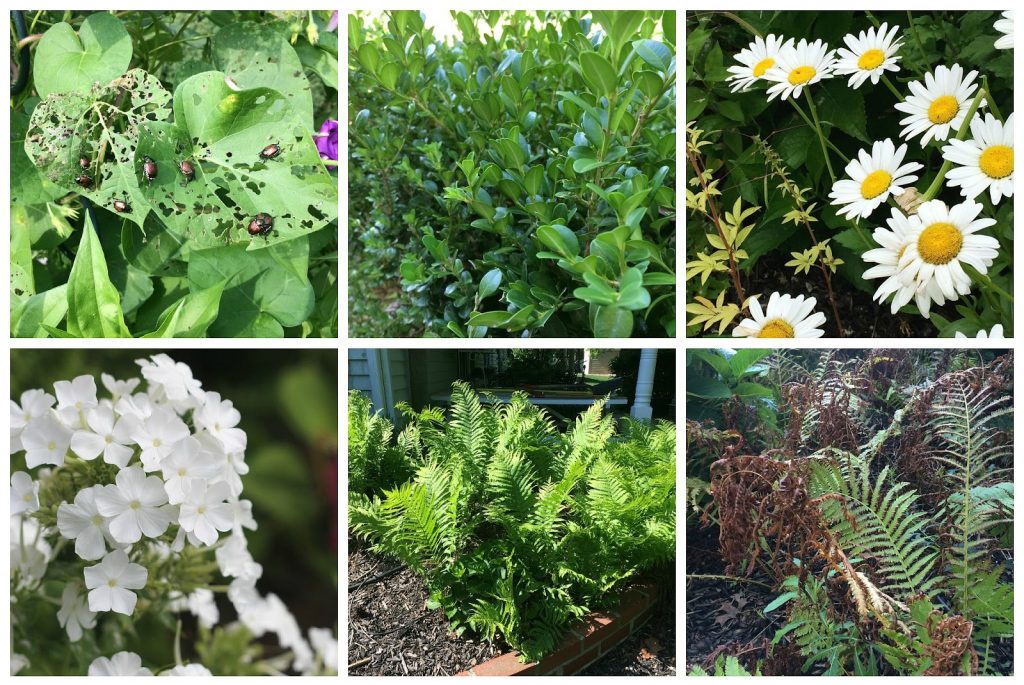 How Does Your Garden Grow collection of problem garden flowers