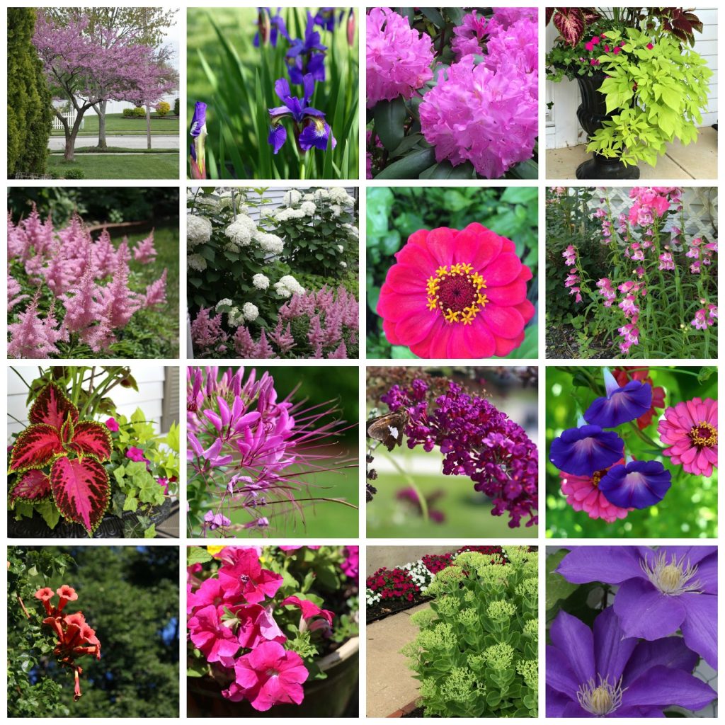 How Does Your Garden Grow collection of blooming garden flowers