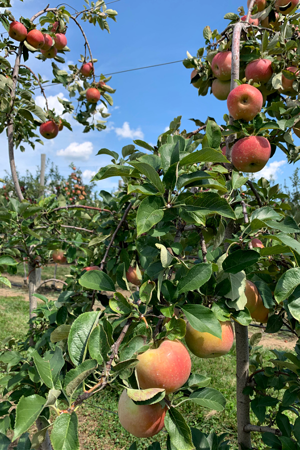 Picking apples Johnson's Farm