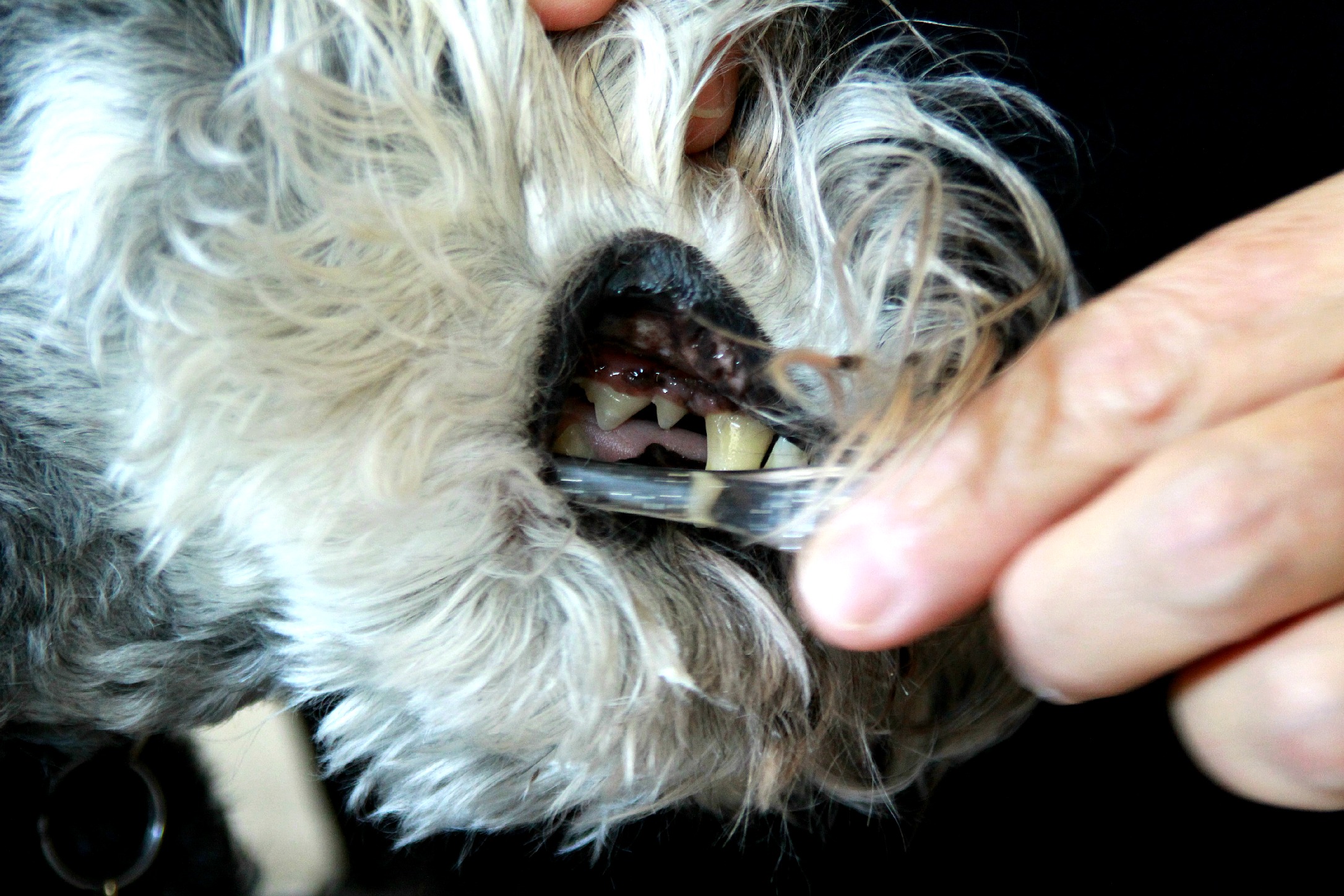 After two costly dental cleanings at the veterinarian, I learned to clean my dog's teeth. Much easier than I thought.