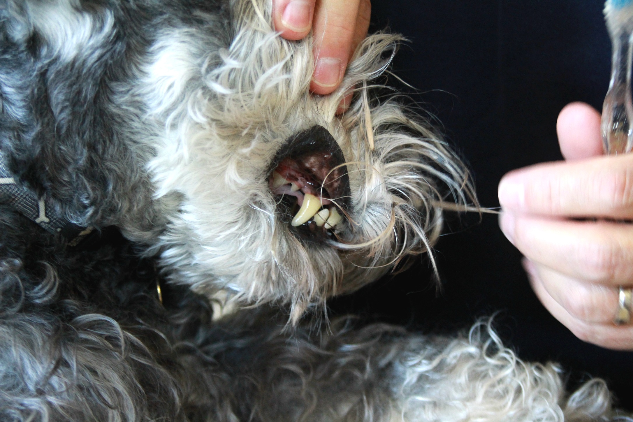 After two costly dental cleanings at the veterinarian, I learned to clean my dog's teeth. Much easier than I thought.