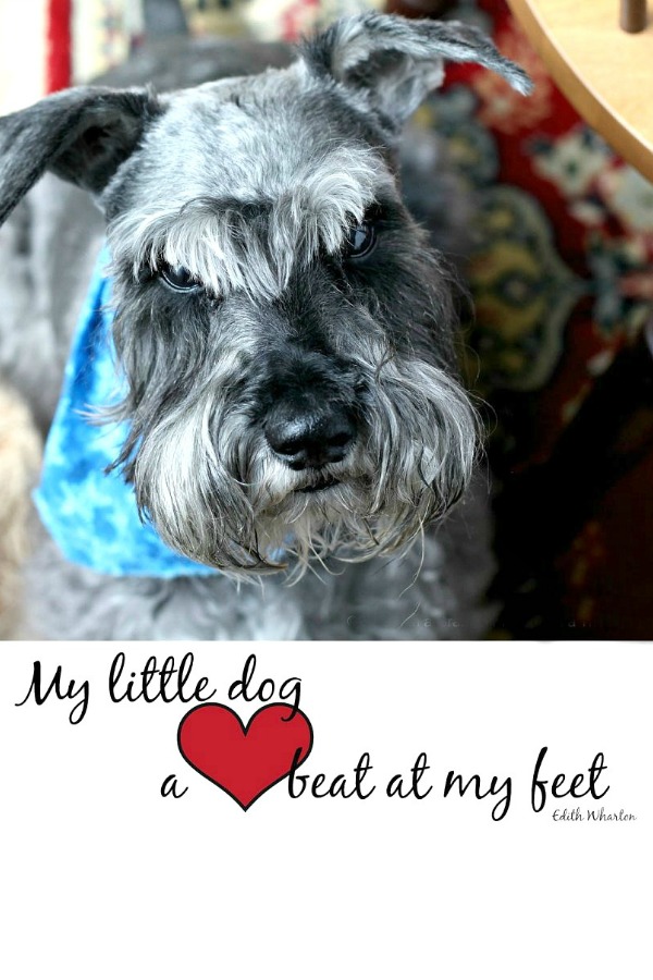 Do you have a sweet dog that fills your heart to overflowing? Heartfelt quotes as we celebrate the years with our schnauzer. Happy Birthday, Raider!