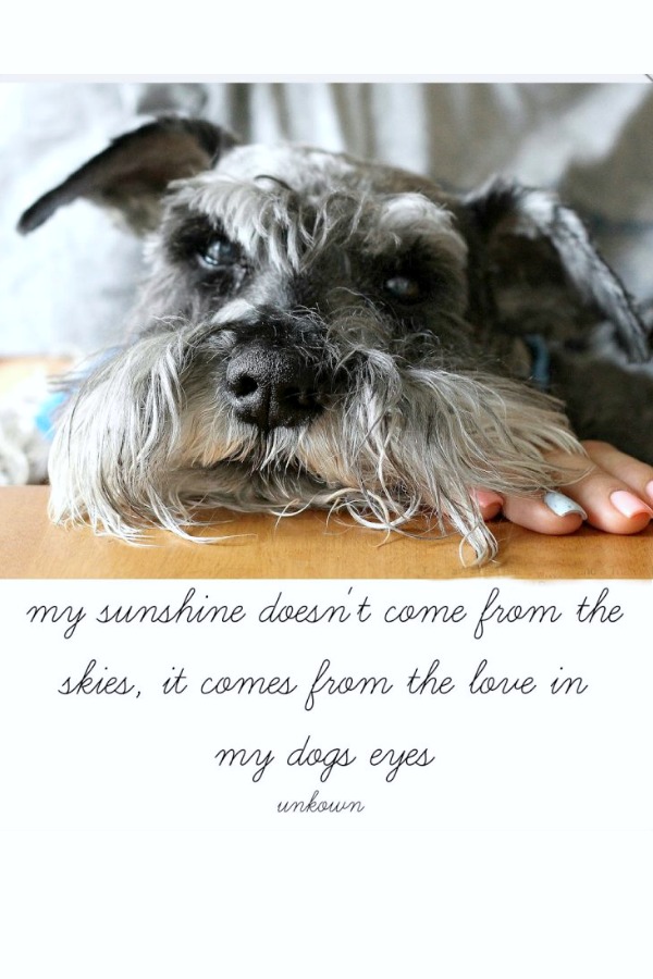 Do you have a sweet dog that fills your heart to overflowing? Heartfelt quotes as we celebrate the years with our schnauzer. Happy Birthday, Raider!