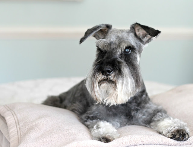 A visit to the vet to see why our miniature schnauzer dog was frequently falling, revealed a diagnosis of Sick Sinus Syndrome, a disease of the heart that eventually took his life.