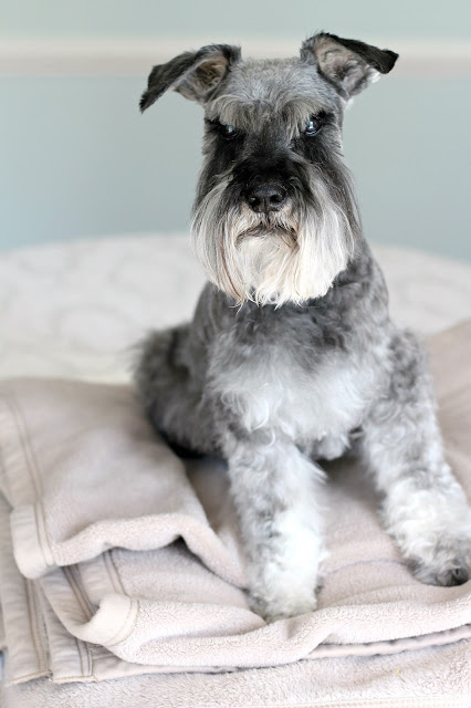 A visit to the vet to see why our miniature schnauzer dog was frequently falling, revealed a diagnosis of Sick Sinus Syndrome, a disease of the heart that eventually took his life.
