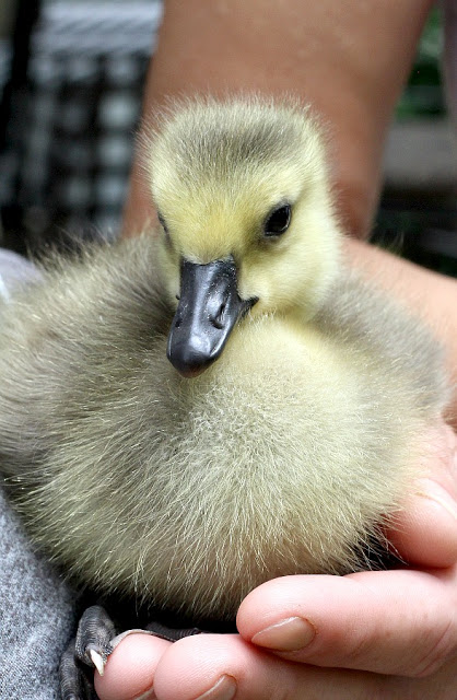 All Creatures Great and Small Gosling Cuteness Overload. Soft and fluffy baby geese are relocated to a local wildlife refuge. 