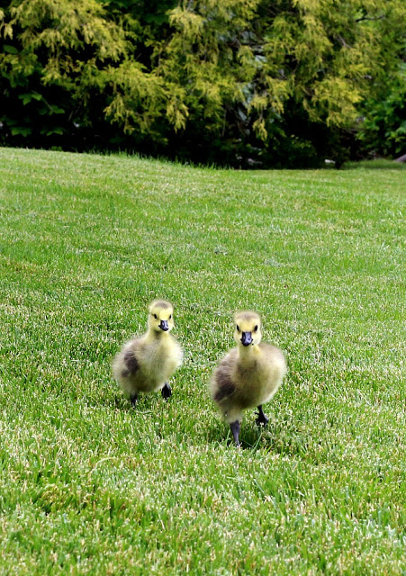 All Creatures Great and Small Gosling Cuteness Overload. Soft and fluffy baby geese are relocated to a local wildlife refuge. 