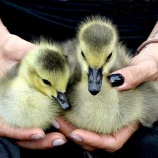 Gosling Cuteness Overload