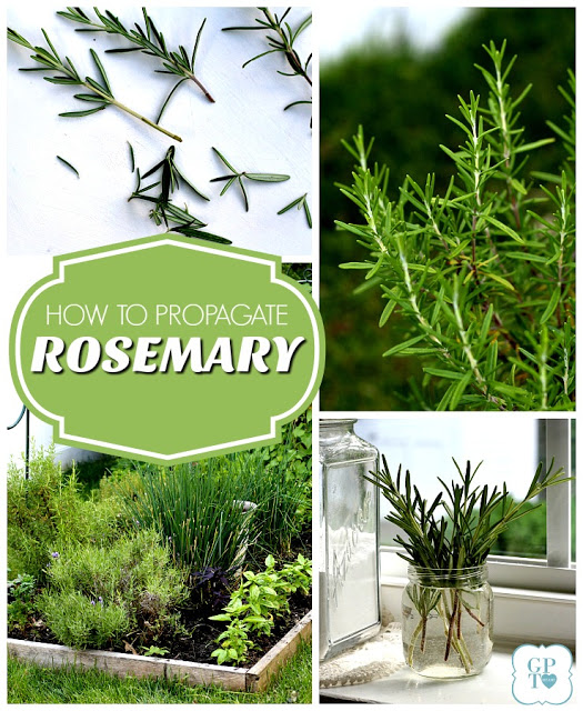 how to root and propagate fresh rosemary from stem cuttings