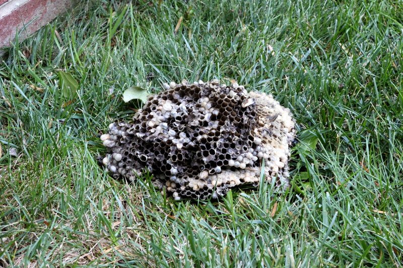Finding a bald-faced hornets' nest tucked into a lilac bush and deciding what to do with it. To leave it alone, to destroy it ourselves or call and exterminator.