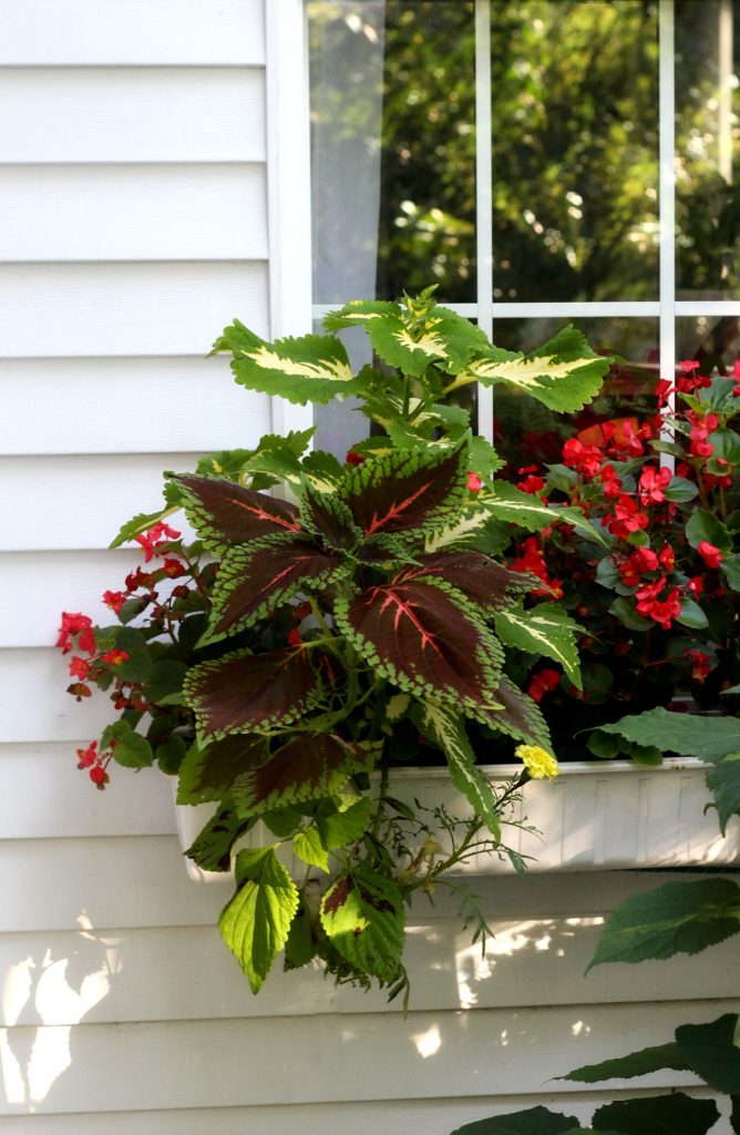 Flowering autumn flowers like, coleus, Morning Glory, Passion flower, Mandeville, hosta and trumpet vine shine in September. Time to begin early autumn garden chores. 