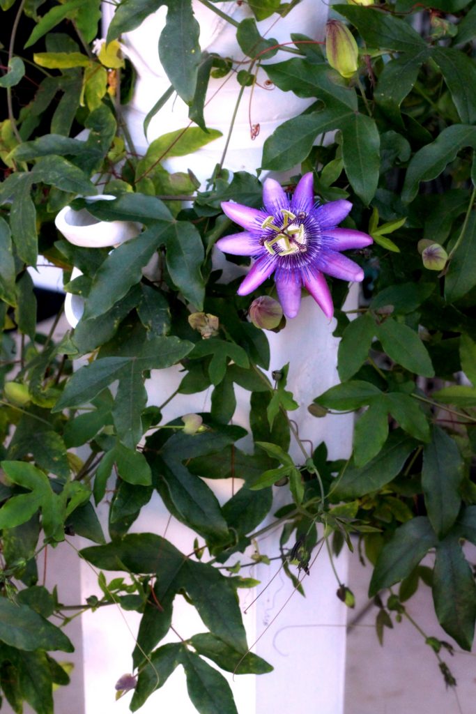 Passion flower vine growing on porch post. easy to propagate from stem cuttings.