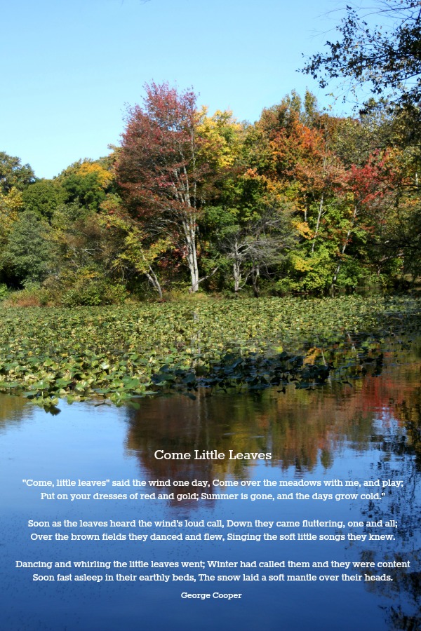 Sweet poem for autumn, Come Little Leaves by George Cooper. Put on your dresses of red and gold; Summer is gone, and the days grow cold.