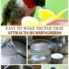 Make Your Own Hummingbird Nectar