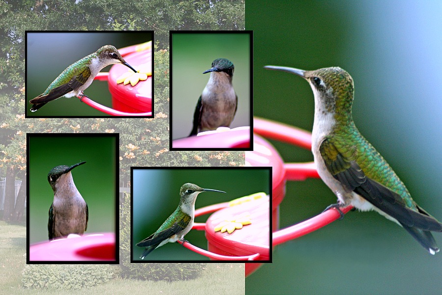 Easy recipe for nectar to attract hummingbirds to the feeder