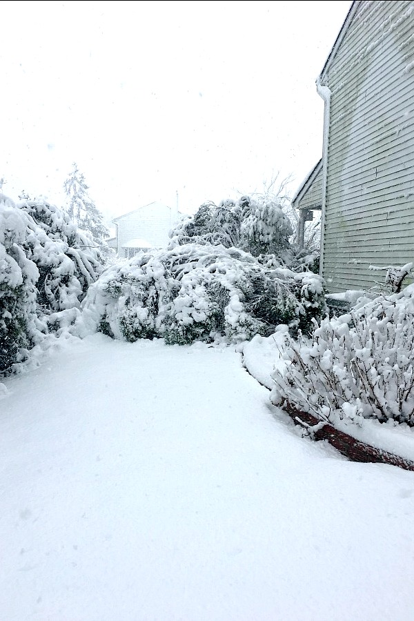 heavy march Nor'Easter crushes evergreen bushes