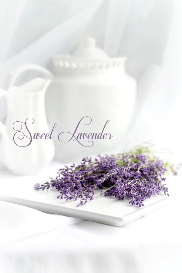Oh, it is that  time of year again when sweet lavender is blooming in the garden. I have just one plant yet it gives me plenty of flower buds from each stem. Lavender is a fragrant and lovely herb. Learn growing tips, how to harvest and enjoy recipes using culinary lavender.