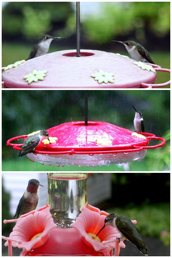 How to make your own hummingbird nectar with this easy recipe that attracts these fascinating, tiny birds who can fly at speeds greater than 33 miles per hour and flap their wings 720 to 5400 times per minute when hovering. Easy how to for cleaning feeders.