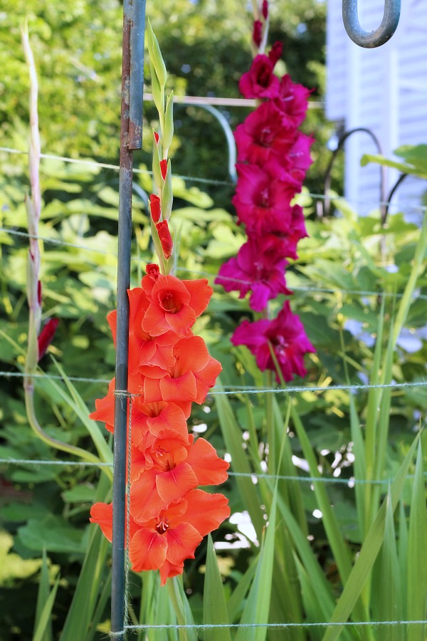 Raised Bed Gardening Tips for enjoyable and productive kitchen herbs, flower and vegetable growing in a small space. Fun and rewarding experience for kids too. Showing gladiolus flowering.
