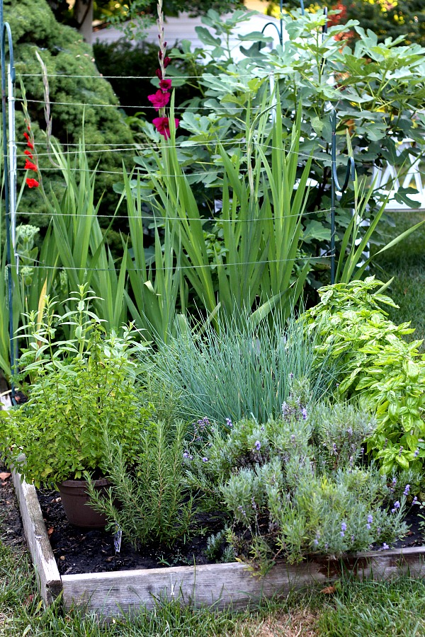 Raised Bed Gardening Tips for enjoyable and productive kitchen herbs, flower and vegetable growing in a small space. Fun and rewarding experience for kids too.