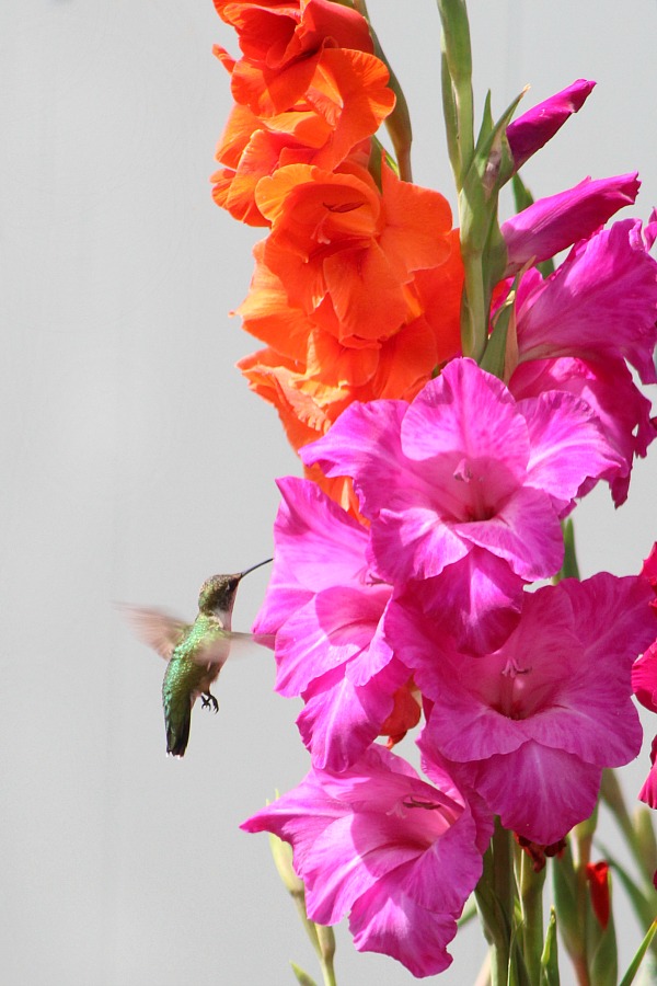 Planting bulbs produced gorgeous Gladiolus in the garden and their bright colors attracted hummingbirds. Lovely combination of hummingbirds and gladiolus.