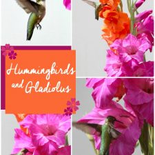 Hummingbirds and Gladiolus