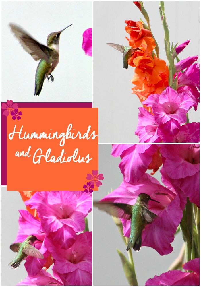Planting spring bulbs produced gorgeous gladiolus in the garden and to my surprise, their bright colors attracted hummingbirds. It is a lovely combination of and hummingbirds and gladiolus outside my window.