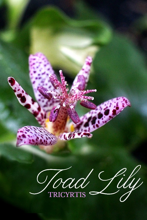 Beautiful purple tricyrtis toad lily is aÂ  shade-lovingÂ  herbaceous perennial with creeping rhizomes and a lovely garden plant.