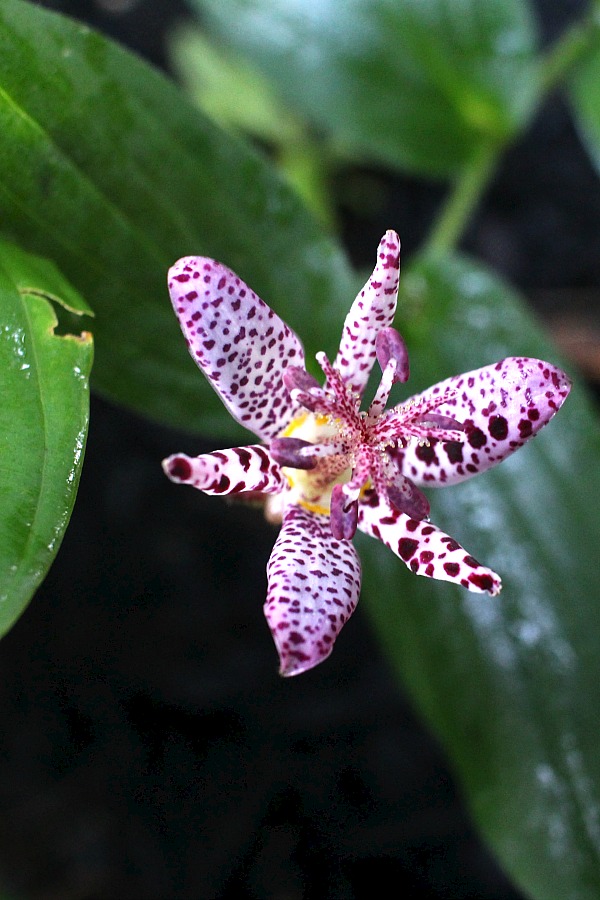 Beautiful purple tricyrtis toad lily is a  shade-loving  herbaceous perennial with creeping rhizomes and a lovely garden plant.