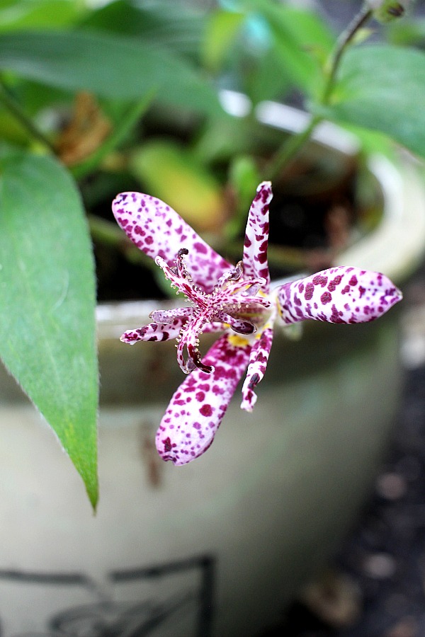 Beautiful purple tricyrtis Hirta toad lily is a  shade-loving  herbaceous perennial with creeping rhizomes and a lovely garden plant.