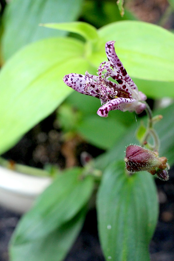 Beautiful purple tricyrtis Hirta toad lily is a  shade-loving  herbaceous perennial with creeping rhizomes and a lovely garden plant.