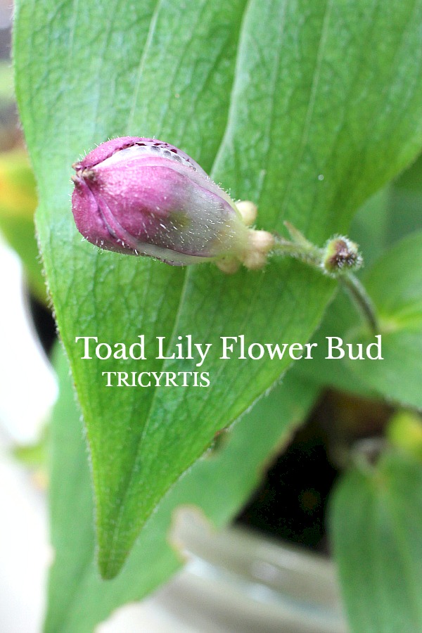 Beautiful purple tricyrtis toad lily is a  shade-loving  herbaceous perennial with creeping rhizomes and a lovely garden plant.