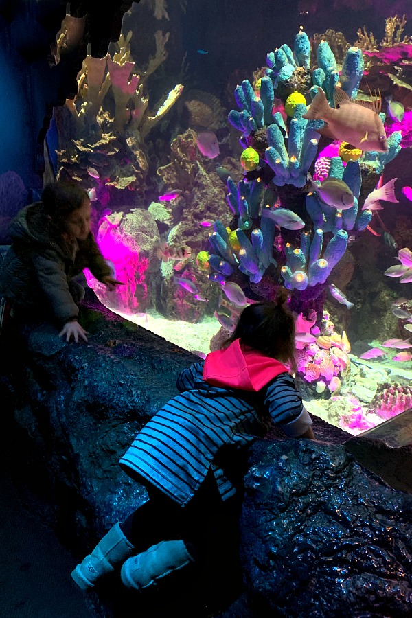 Camden Aquarium with grandchildren