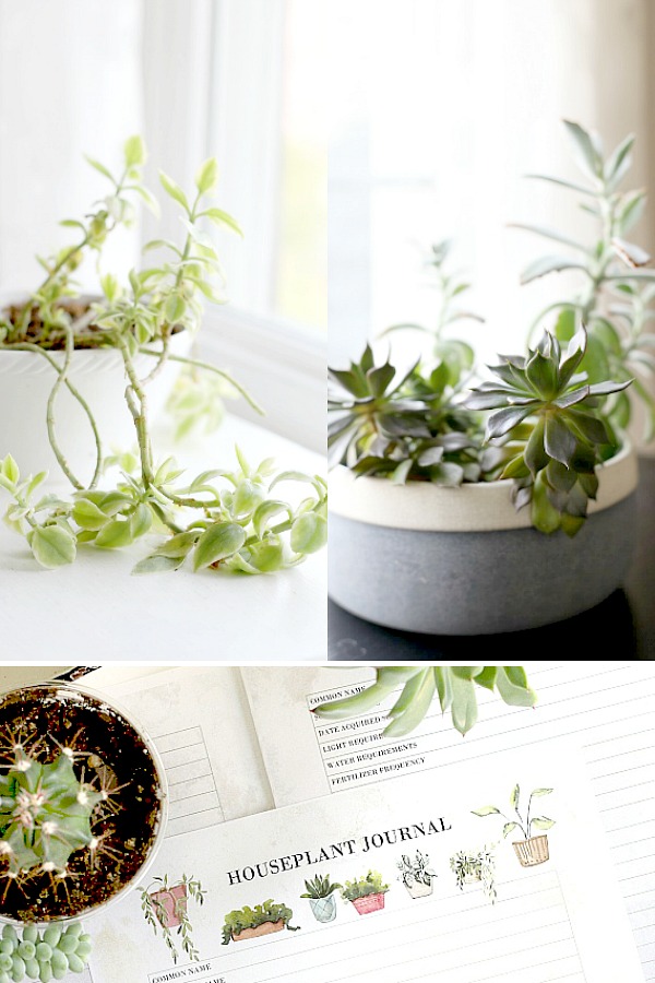 Growing houseplants is more than a hobby. It provides relaxation, a sense of accomplishment and a lovely way to decorate your work or living space. Keep plants healthy and thriving by keeping notes about light, water fertilizing and other requirements for each plant in this free printable download houseplant journal.