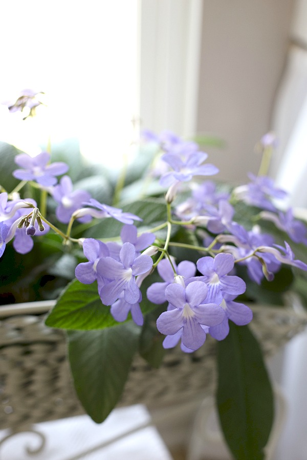 Super useful plant journal for keeping track of indoor houseplants like this streptocarpus, and the care each of your plants requires for healthy and beautiful growth. Perfect for beginners wanting to learn and enjoy each new plant acquired. Free printable download.