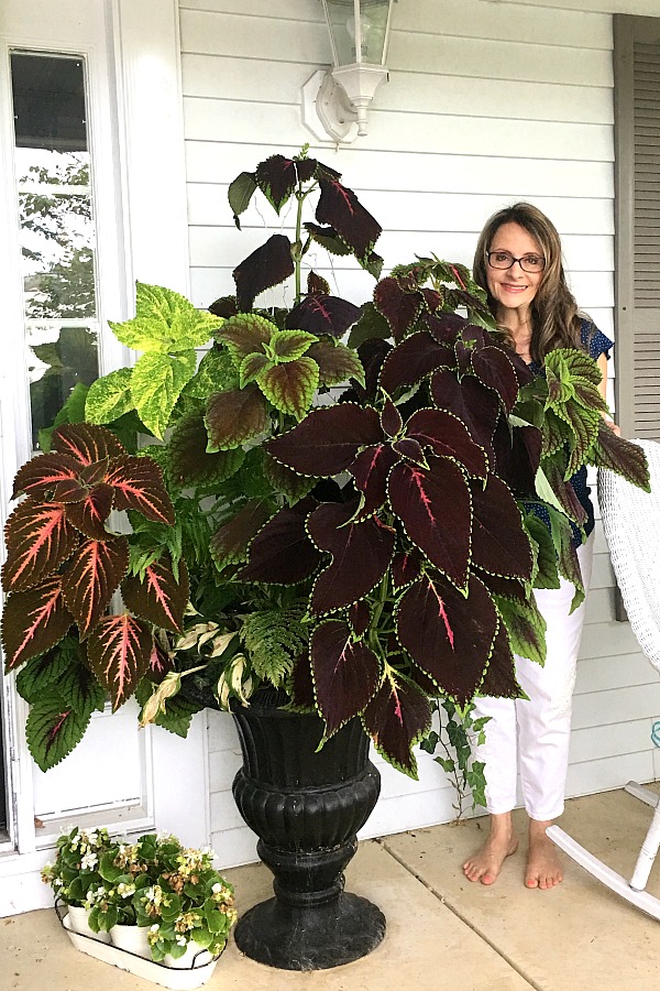 The coleus in this planter grew from tiny plants started from seeds in a bright window. Growing and caring for indoor houseplants is not just a rewarding hobby but adds much appeal in decor when displayed in the home and outside, creating a welcoming environment.