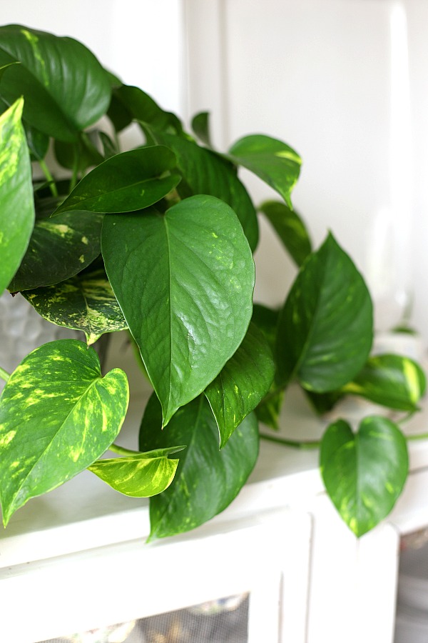 Caring for houseplants brings pleasure as well as providing great decor options for our home or work space. Keep those plants healthy and thriving by keeping notes about light, water fertilizing and other requirements for each plant. Keep track with notes in a free printable download houseplant journal.