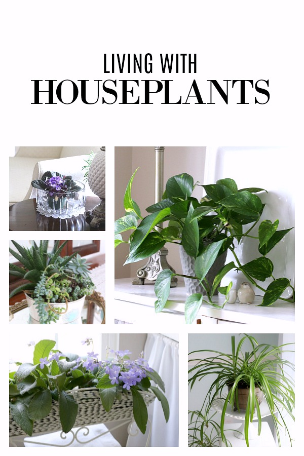 Living with houseplants carries many benefits. It can relieve stress as well as produce joy and accomplishment as they flourish and grow. Filling your home with plants creates a warm and inviting environment. Many require little care, low-light conditions and are easy even for the beginner.