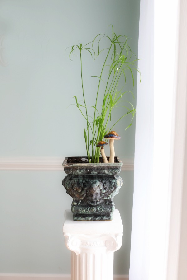 This young papyrus was started from a cutting placed in water. Growing and caring for indoor houseplants is not just a rewarding hobby but adds much appeal in decor when displayed in the home, creating a welcoming environment.