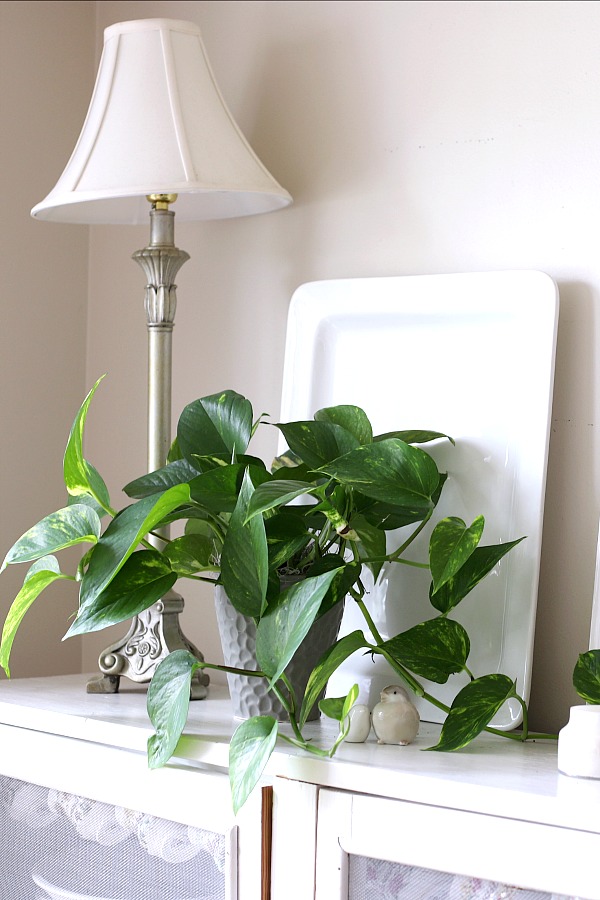 Caring for indoor houseplants is not just a rewarding hobby but adds much appeal in decor when displayed in the home, creating a welcoming environment.