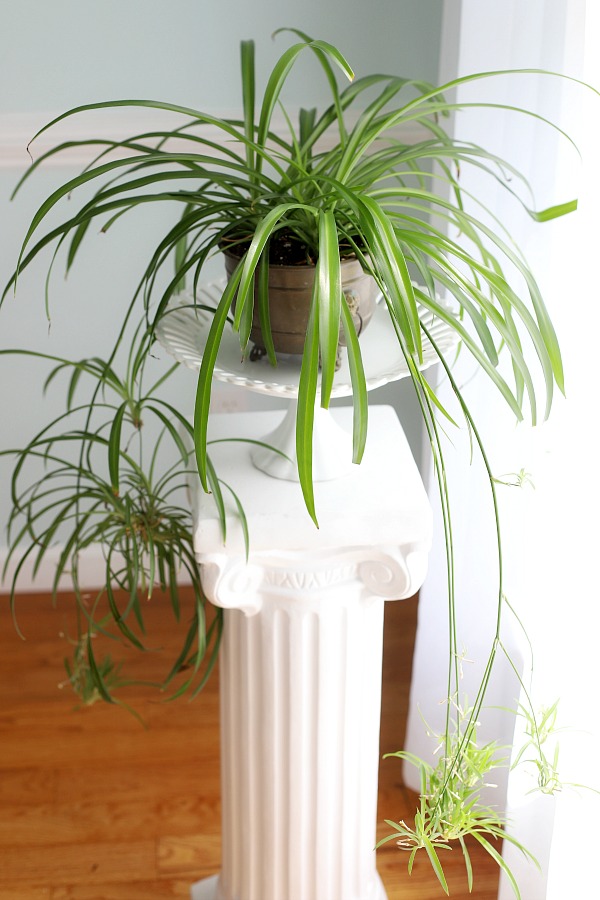 Growing indoor houseplants is a rewarding experience and adds much to the home décor. Fill in empty spaces as you create a welcoming environment. Many plants have low-light and easy care requirements.